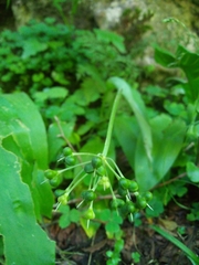 Allium ursinum