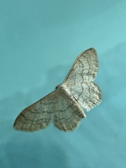 Idaea aversata
