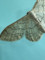 Idaea aversata