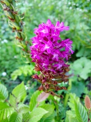Anacamptis pyramidalis