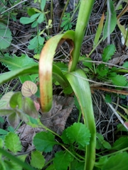 Anacamptis pyramidalis