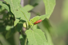 Elytroleptus luteus luteus