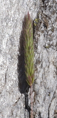Phleum alpinum