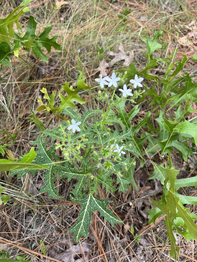 spurge nettle from University of North Florida, Jacksonville, FL, US on