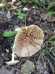 Amanita regalis