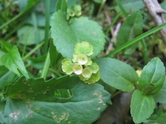 Chrysosplenium tetrandrum