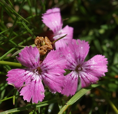 Dianthus glacialis
