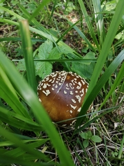 Amanita regalis