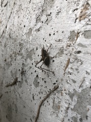 Pholidoptera griseoaptera