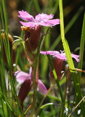 Dianthus glacialis