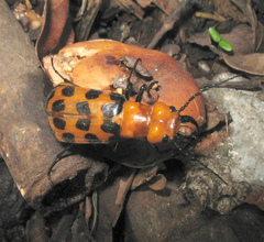 Cissites auriculata