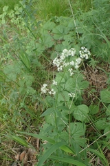 Galium rubioides