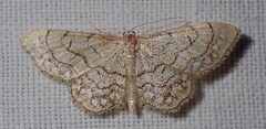 Idaea moniliata