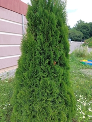 Thuja occidentalis