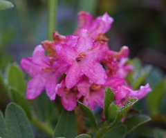 Rhododendron × intermedium