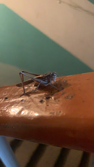 Platycleis albopunctata