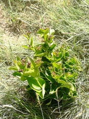 Vincetoxicum funebre