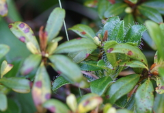 Rhododendron × intermedium