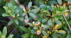 Rhododendron × intermedium