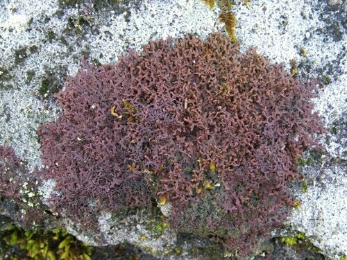 Frullania microphylla