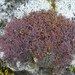 Frullania microphylla - Photo (c) Lairich Rig,  זכויות יוצרים חלקיות (CC BY-SA)