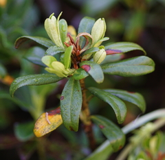 Rhododendron × intermedium