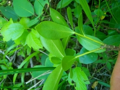 Daphne pontica