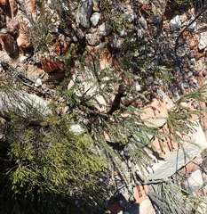 Phylica willdenowiana