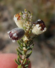 Phylica willdenowiana