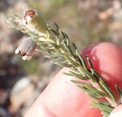 Phylica willdenowiana