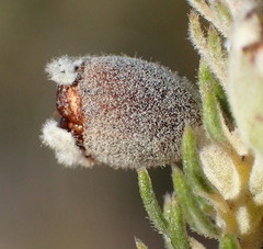 Phylica willdenowiana