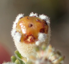 Phylica willdenowiana