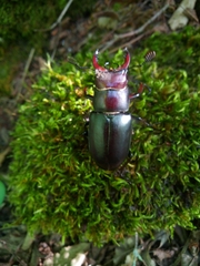 Lucanus ibericus