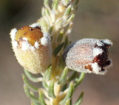 Phylica willdenowiana