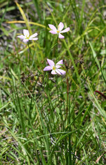 Sabatia grandiflora