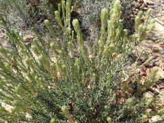 Phylica willdenowiana