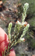 Phylica willdenowiana