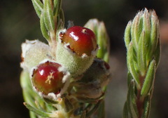 Phylica willdenowiana