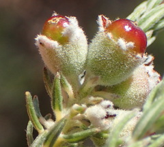 Phylica willdenowiana