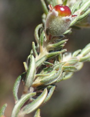 Phylica willdenowiana