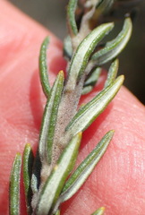 Phylica willdenowiana