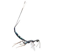 Doddifoenus burski