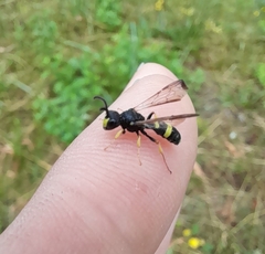 Cerceris