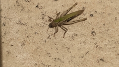 Chorthippus brunneus