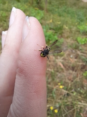 Cerceris