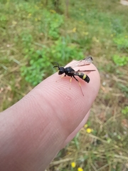 Cerceris