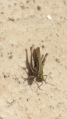 Chorthippus brunneus