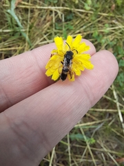 Cerceris