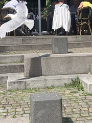 Larus argentatus
