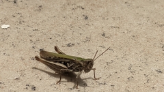 Chorthippus brunneus